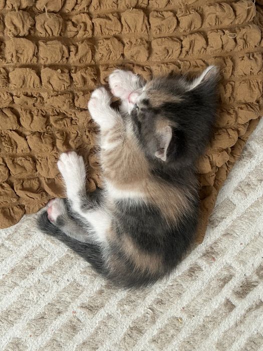 Котенки милашкии