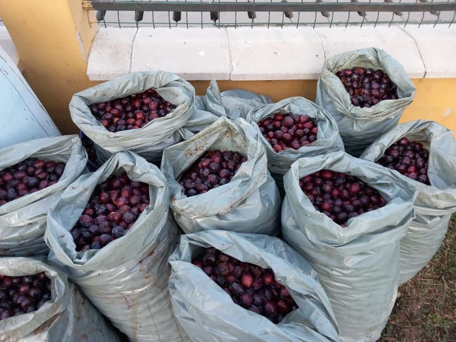 Vand prune la comanda pentru tuica