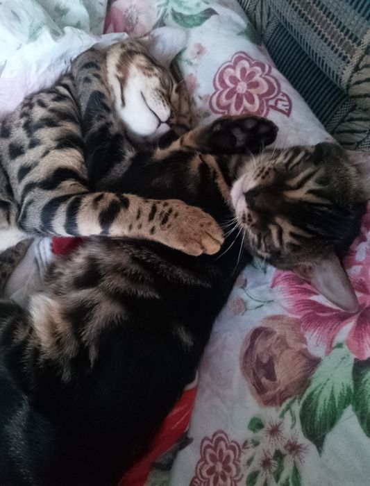 Котята бенгальские