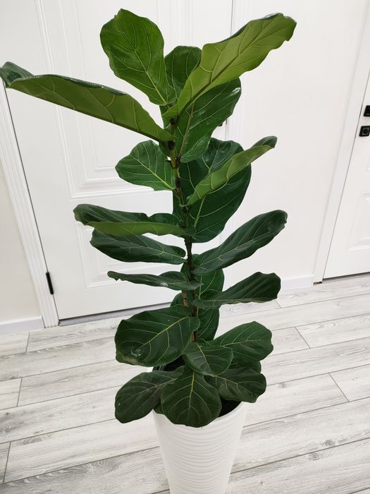 Растения // Есть доставка