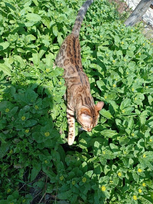 качественные Бенгальские кошки