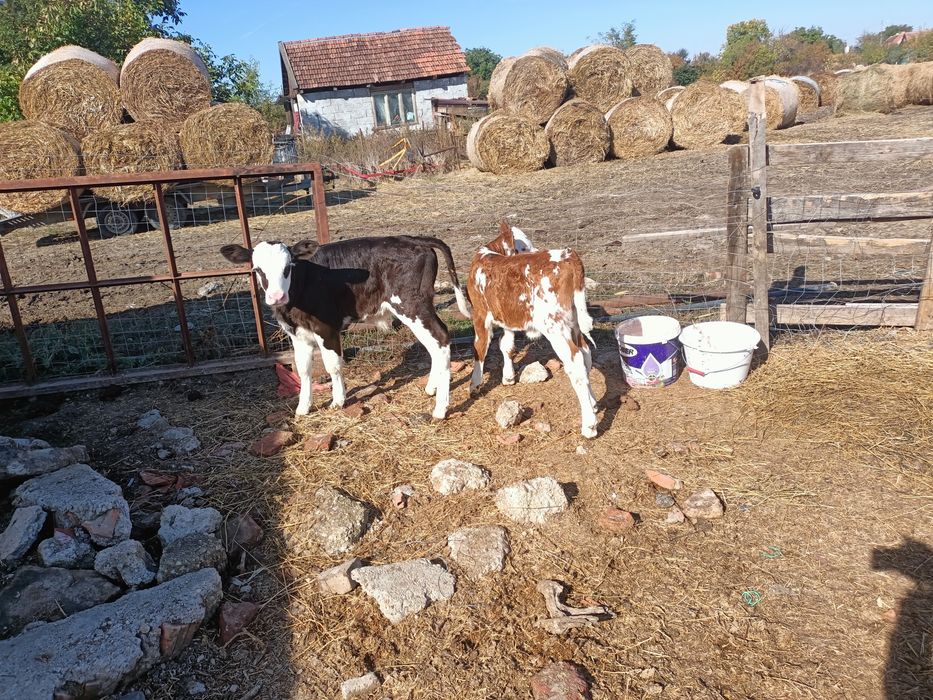 Tăuraș și vițea de vînzare