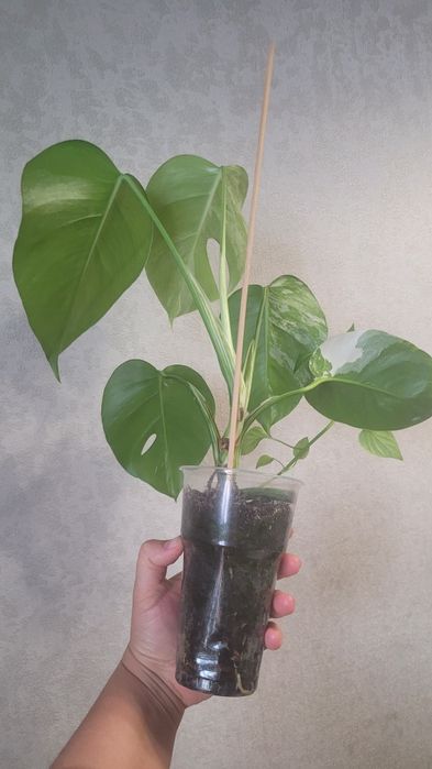 Монстера Альба вар