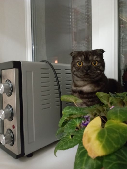 Котейки в хорошие руки