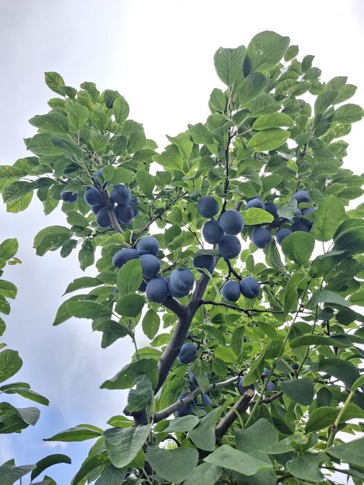 Prune pentru  masa