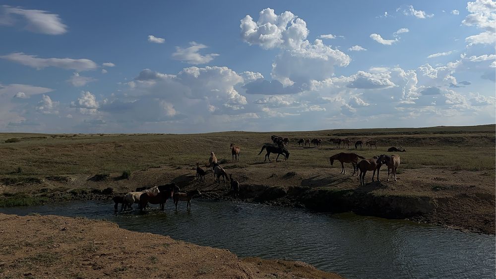 2 үйір жылқы сатылады.