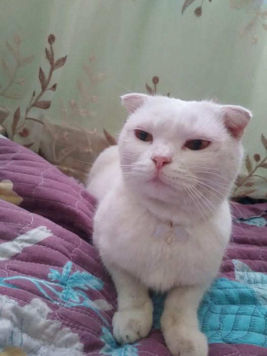 Scottish Fold zotli oppoq mushukcha sotiladi!