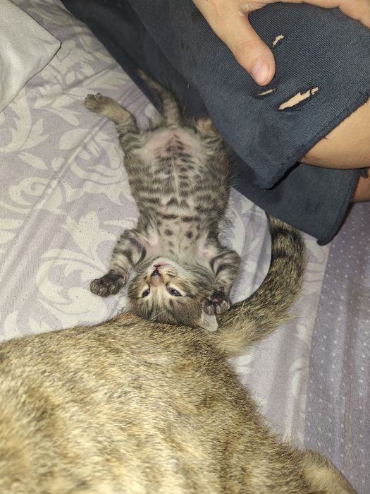 Отдам котят в добрые хорошие руки