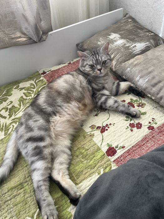 Кошка домашняя шотладская