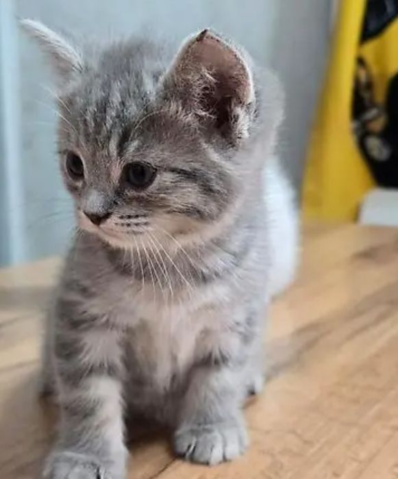 Котята британские, мальчики 1.5 мес