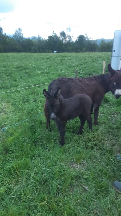 Lapte de măgăriță