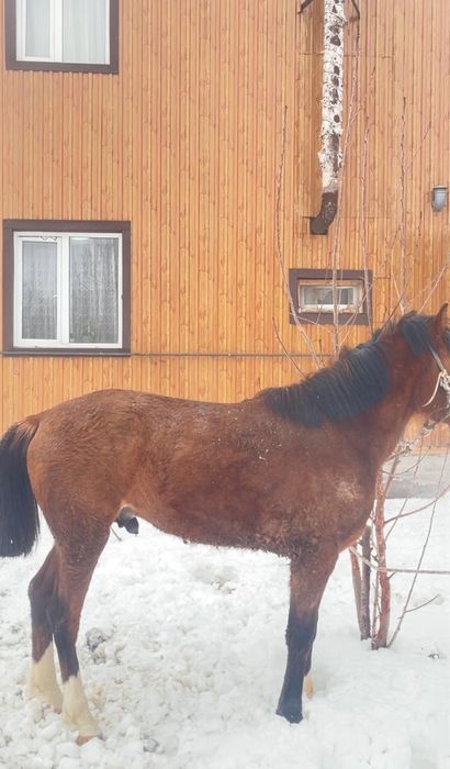 Продам жеребца 2 года