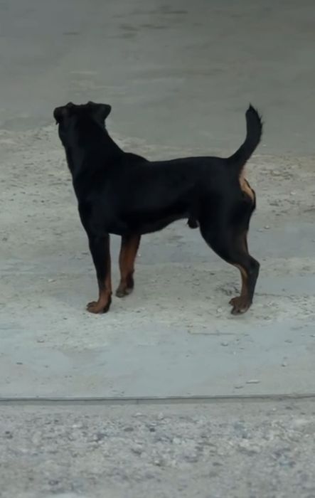 Ягдтерьер вязка кабель