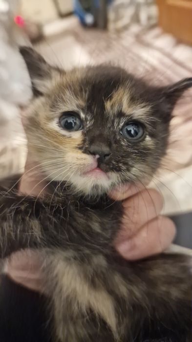 Котята очень милые
