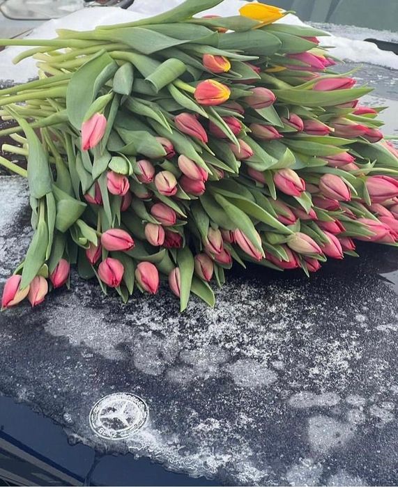 Покупай цветы тюльпаны почти бесплатно