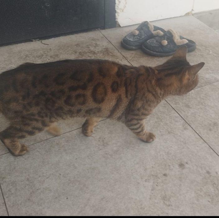 Кошка Бенгальский