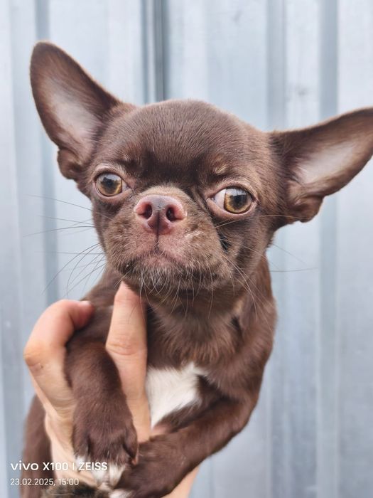 Предлагаю для вязки.