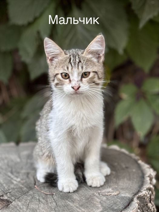 Котята в добрые и любящие руки