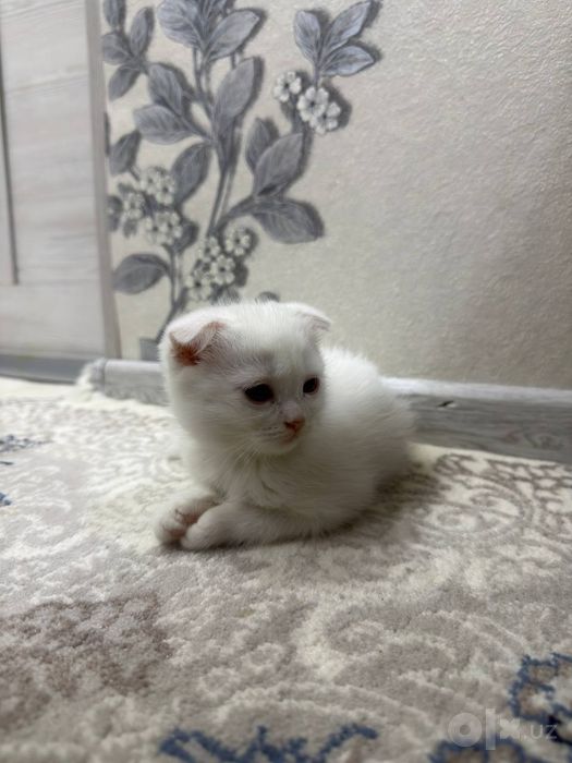Скоттиш Фолд, 2 мальчики
