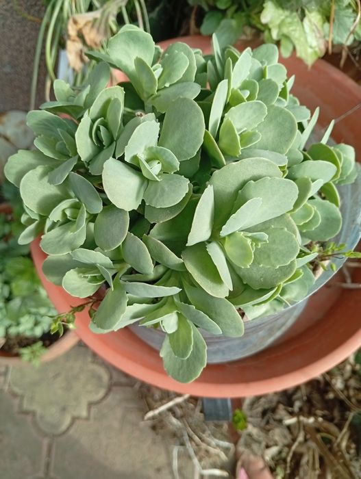 Planta norocel sau ghetusa