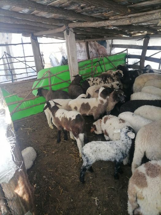 Vand miei paste pentru sacrificare