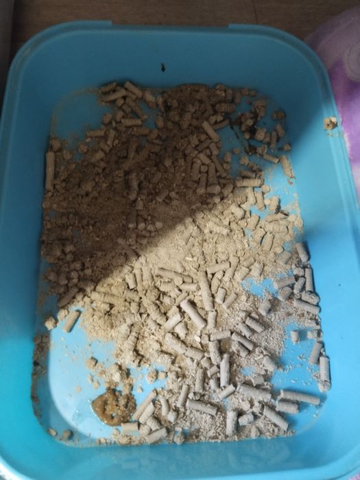 Отдаю Котят Бесплатно Сергели