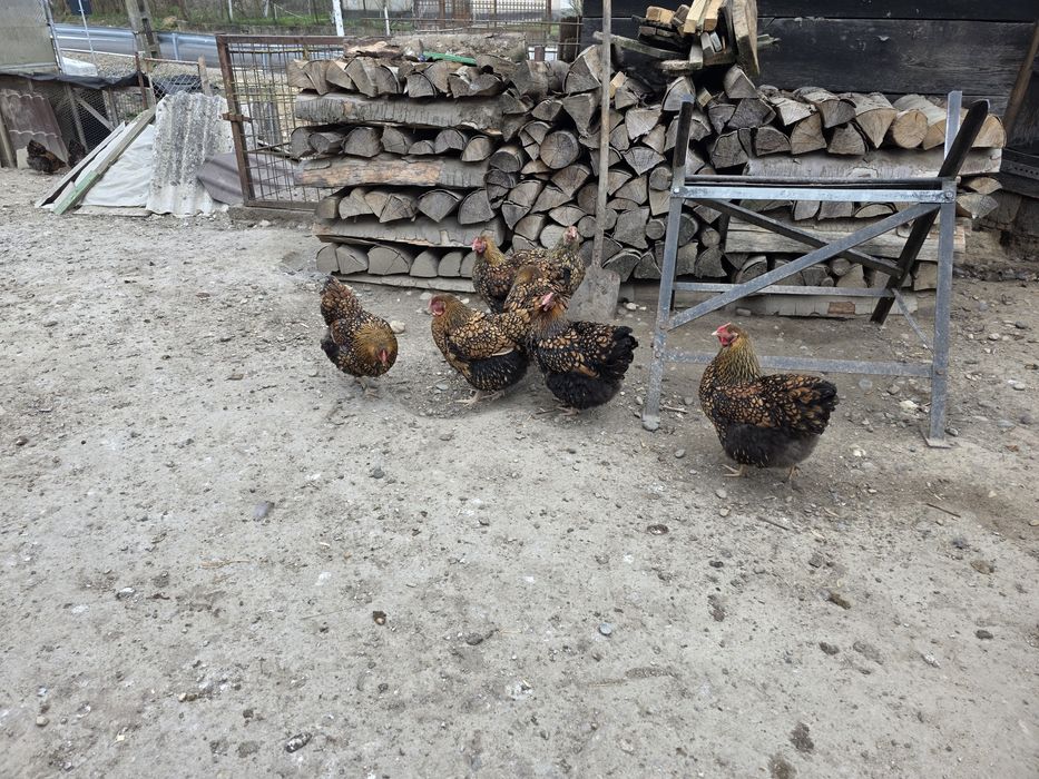 Ouă de incubat Wyandotte Gsg