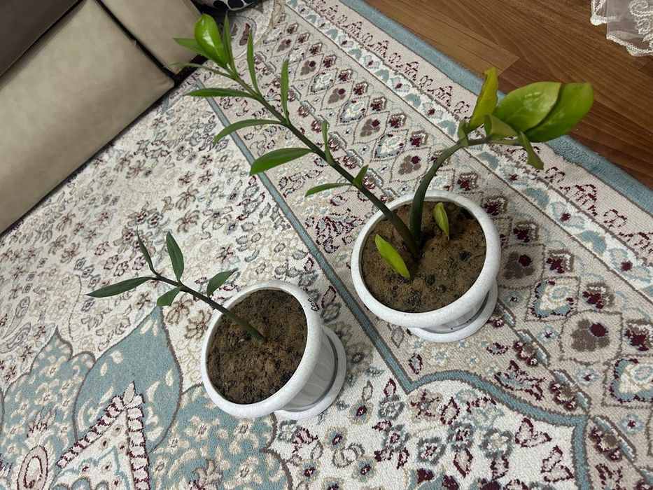 Продам алое вера и доллар