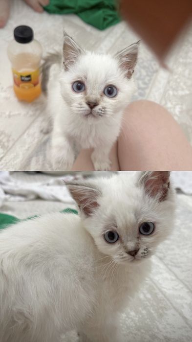 Кошка домашняя лоток в подарок