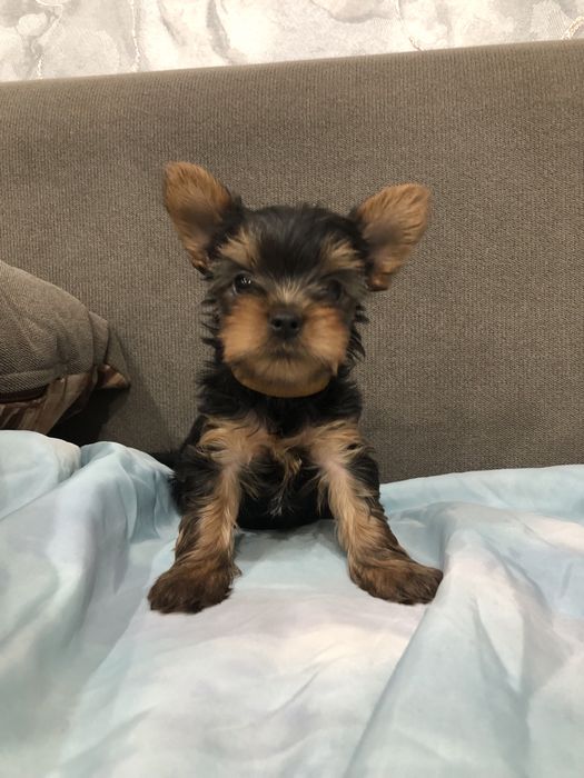 Йоркширксий терьер (мальчики )