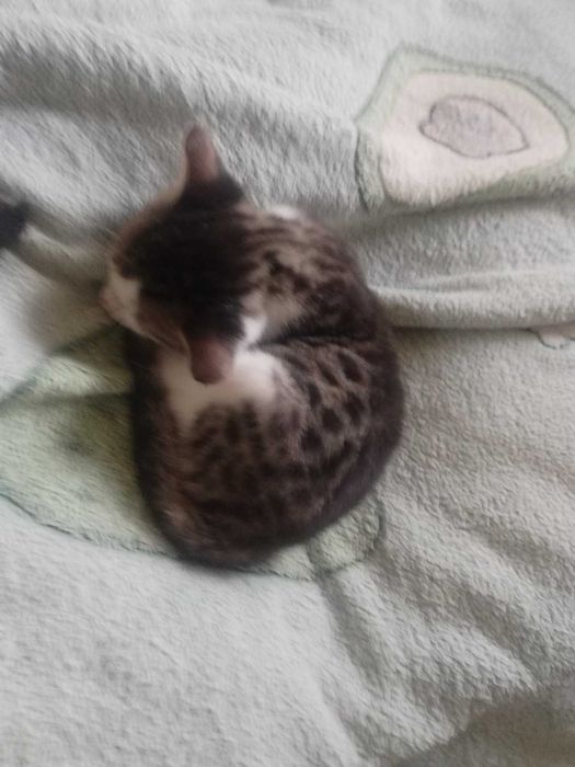 Подарявам котенце женско