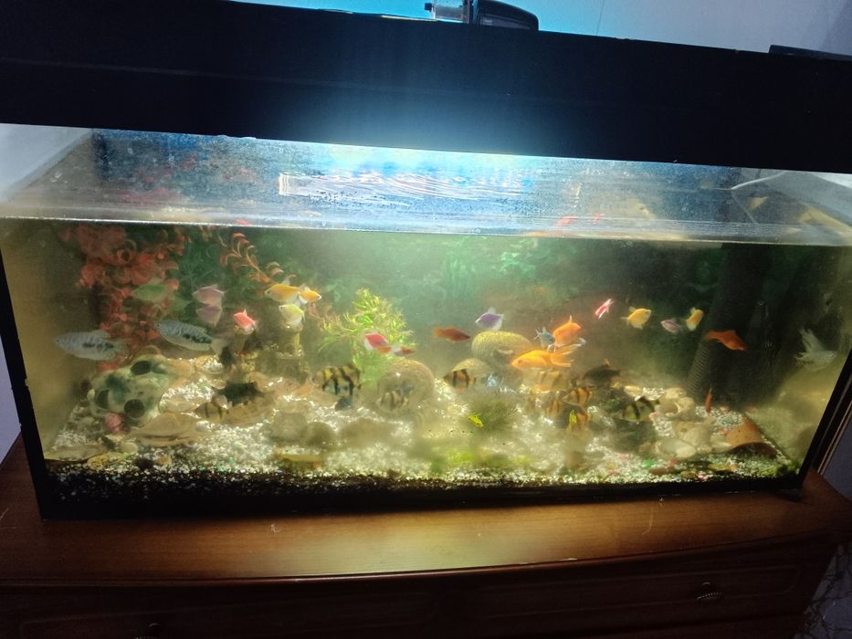 Аквариум 120л с рыбками