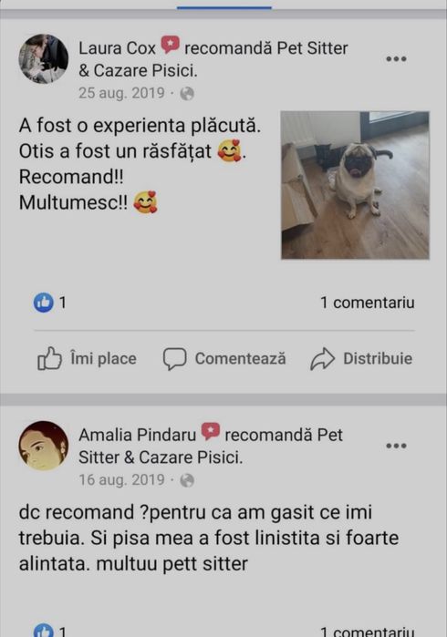 Pet Sitter & Pet Sitting - Dog & Cat Boarding