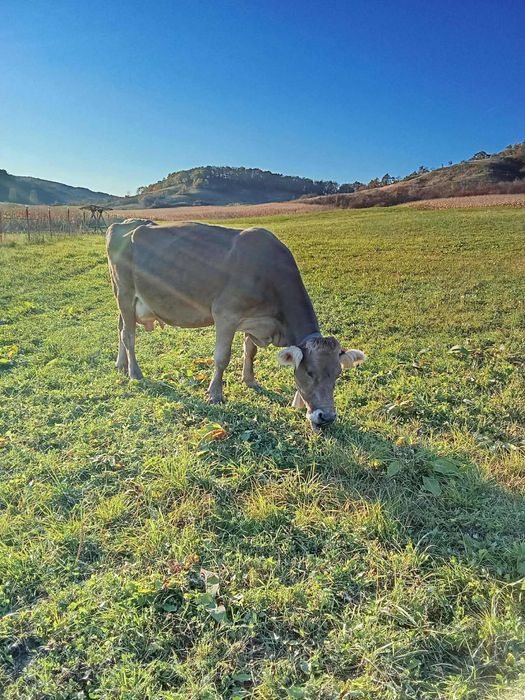 Vand vaca genstata in 2 luni