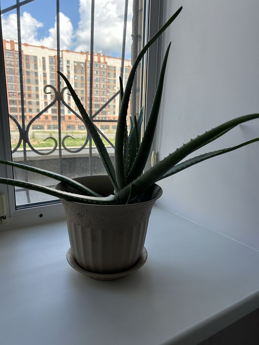 Продам 3-летное алоэ в горшке 2 шт