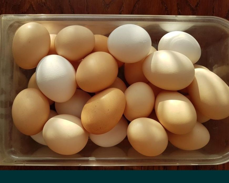 Инкубационное яйцо