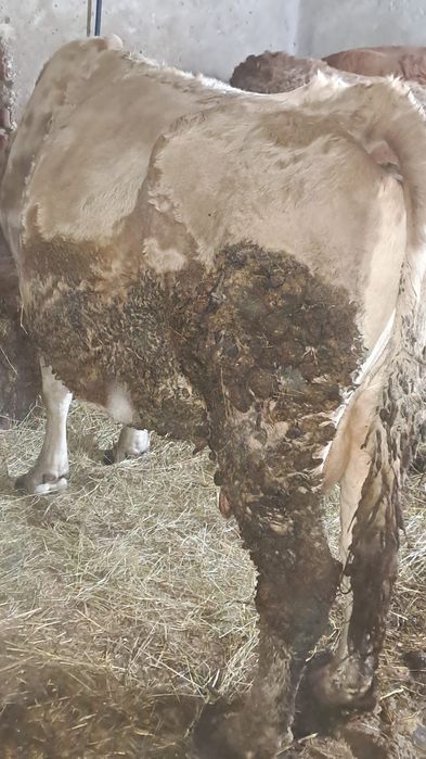 Vind vaca baltata gestanta  cu lapte