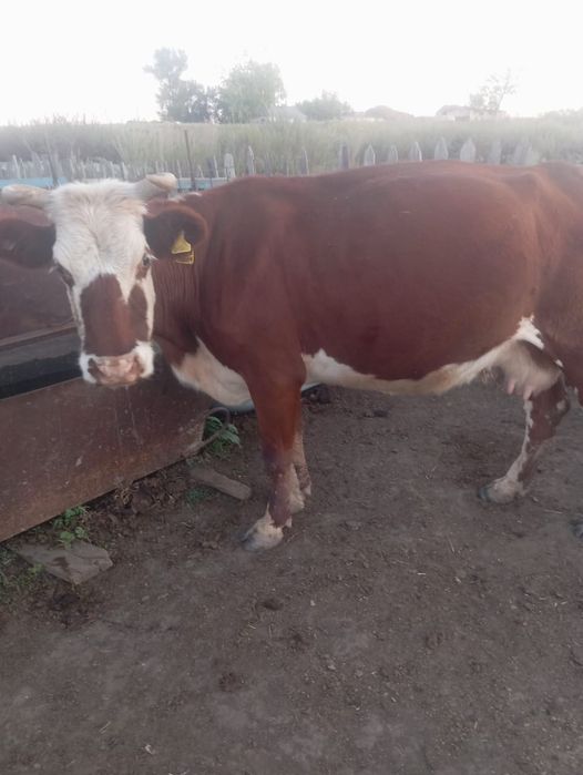 Продам корову срочно