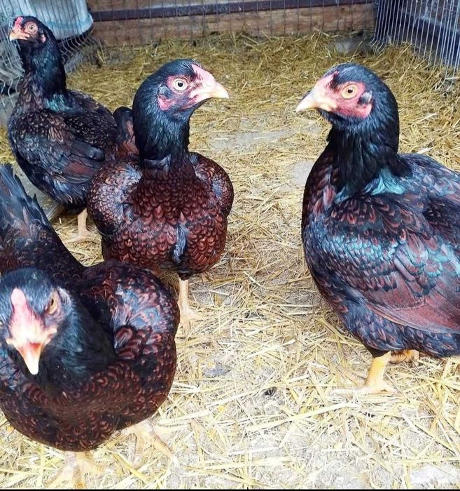 Oua incubator combatant indian urias