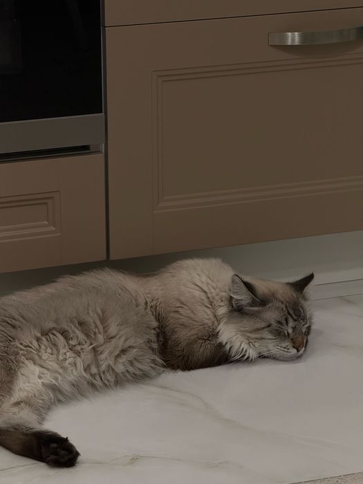 Отдам в хорошие руки кота!