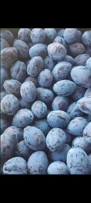 Prune de vanzare