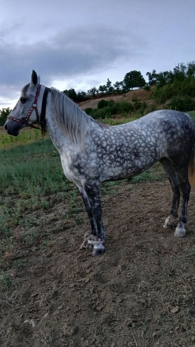 Iapă de .vânzare
