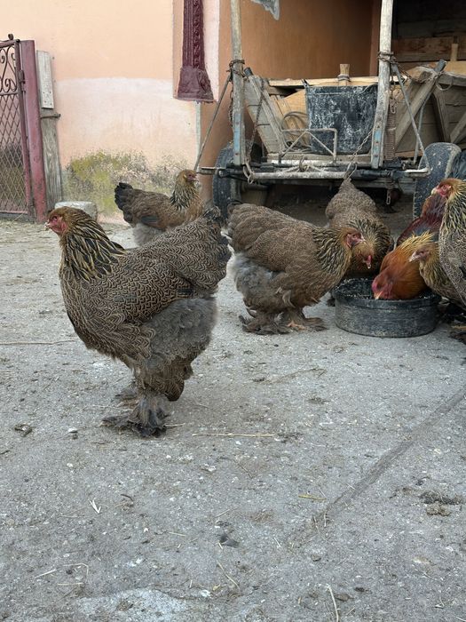 Vand familie brahma potarnichiu 2025