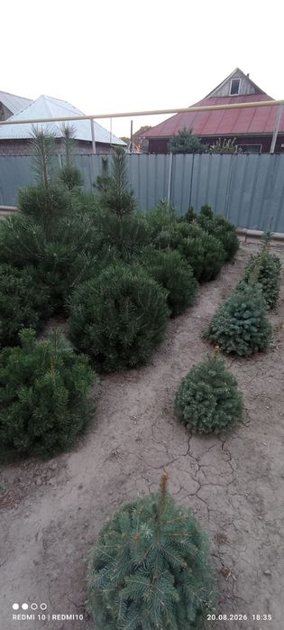 Продажа хвойных растений