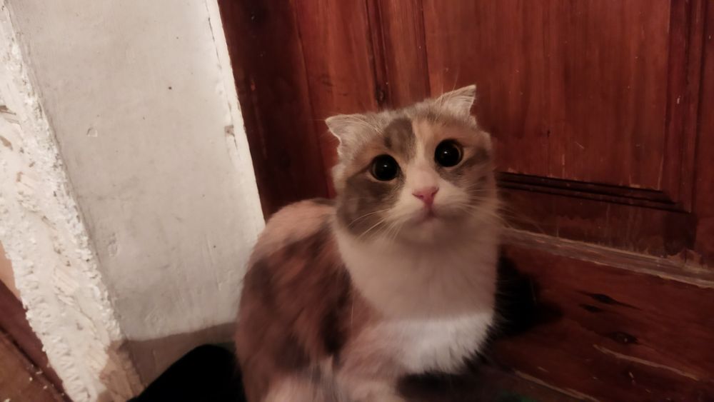Мушук сотилади.Скотиш фолд
