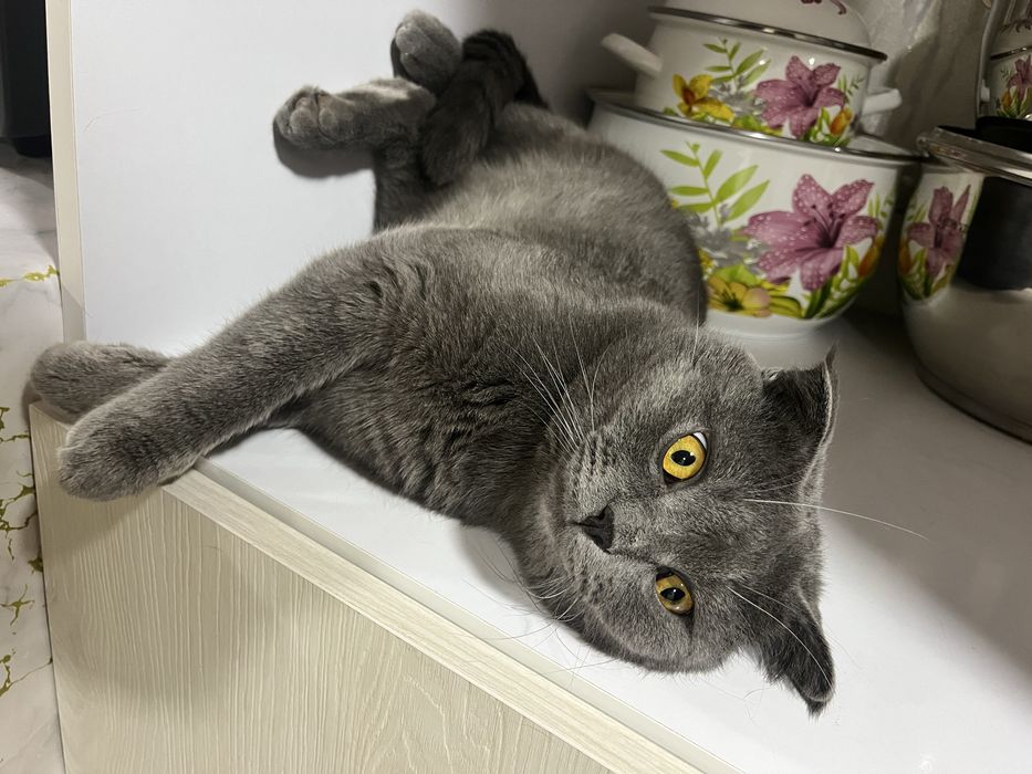 Кот для вязки недорого договоримсяя