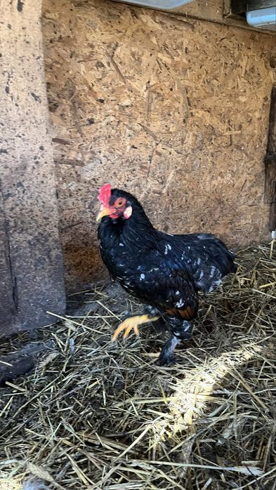 Cocos araucana pitic