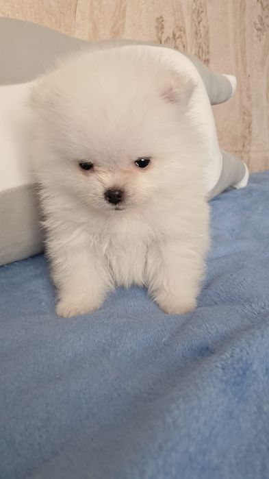 Шпиц мальчик готов к переезду