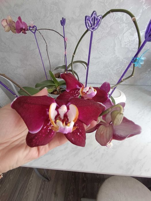 Орхидея, комнатные цветы