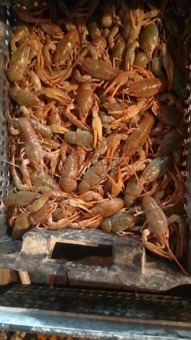 Живые раки оптом.